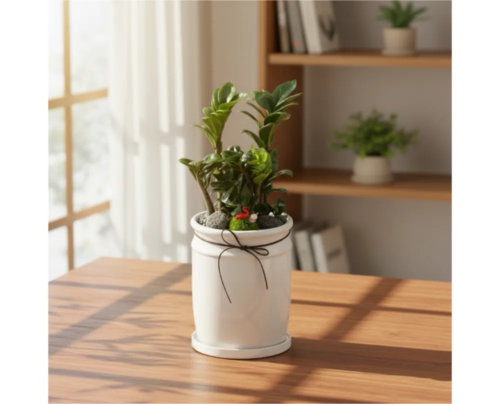 Chậu cây kim tiền Jewel trên bàn gỗ cạnh cửa sổ, phía sau là giá sách