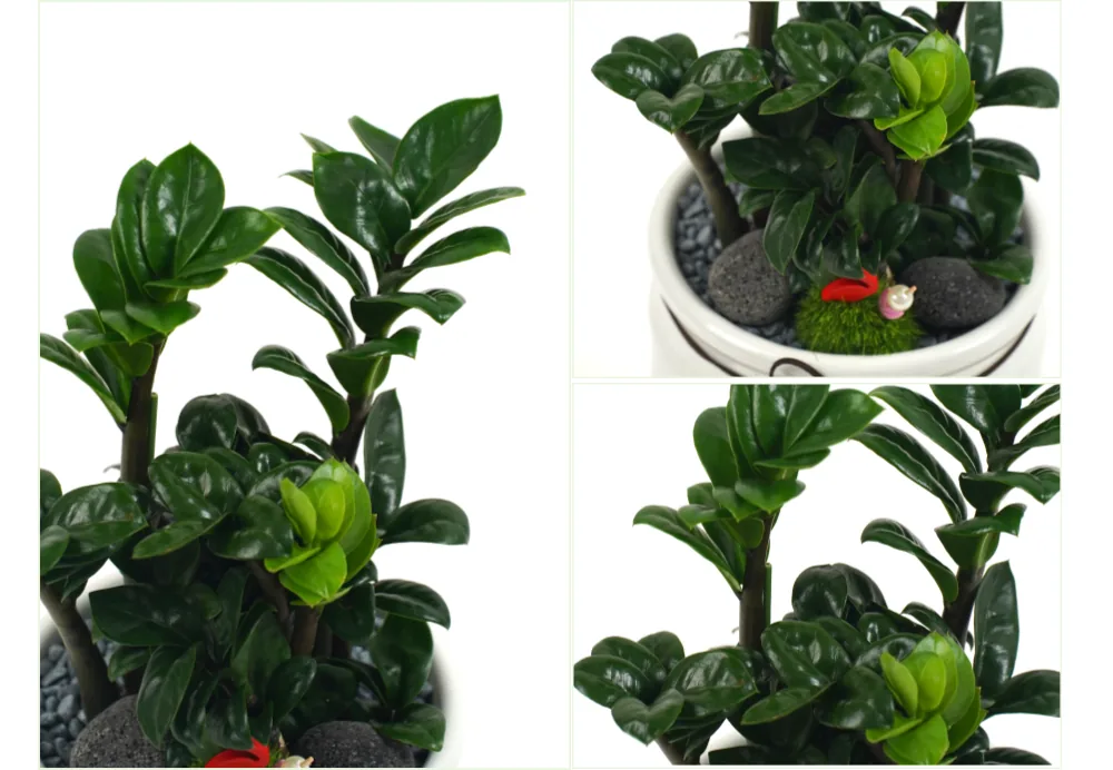 Cận cảnh những chiếc lá dày bóng, chồi non xanh nhạt, và rêu cùng đá sẫm phủ mặt đất