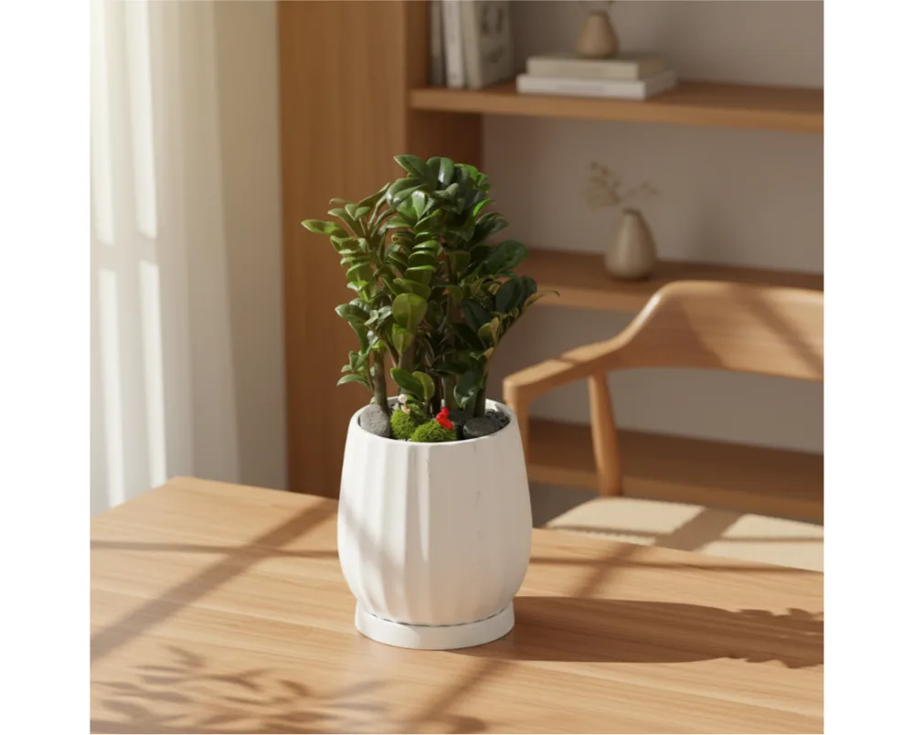 Jewel ZZ plant in a white fluted pot on a wooden desk beside a window