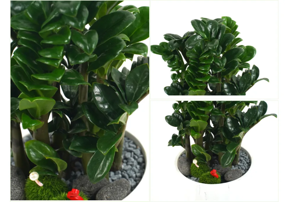 Close-up views of the Jewel ZZ plant's thick glossy leaves, moss and black pebbles