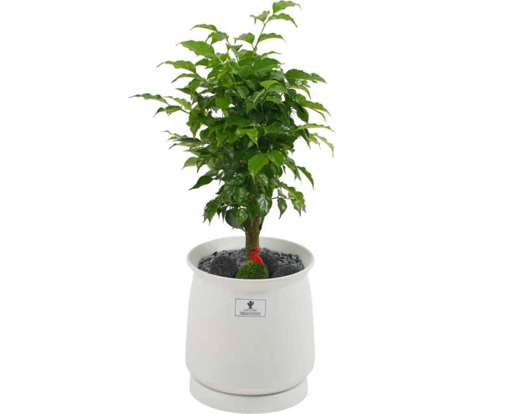 Small Radermachera tree with glossy green leaves in a matte white ceramic pot with pebbles and moss