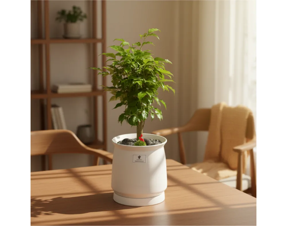 Green jewel tree in a white pot on a wooden table in a sunlit living room