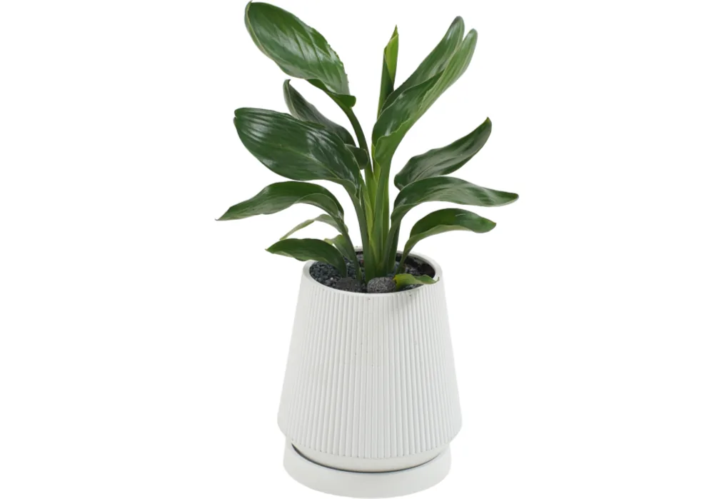 Tabletop bird of paradise plant with broad green leaves in a white ribbed tapered ceramic pot