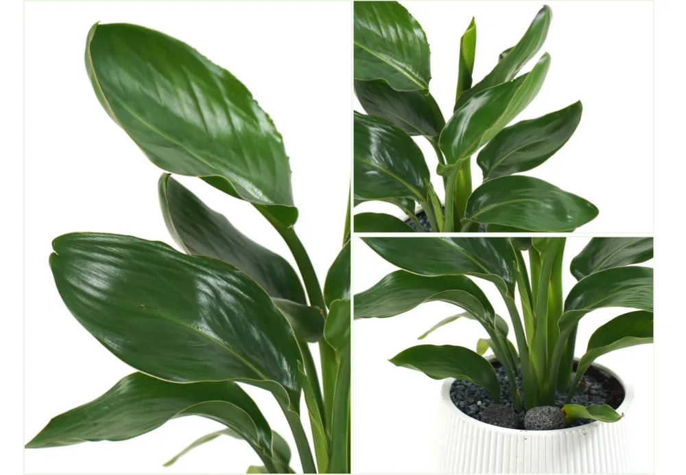 Close-up views of the plant's broad glossy leaves and the ribbed white pot with black pebbles