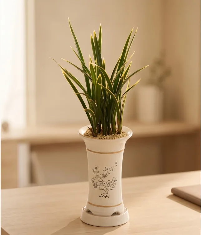 Hwangnyonggeum oriental orchid with gold-edged green leaves in a white ceramic pot with a plum-blossom motif, on a wooden desk