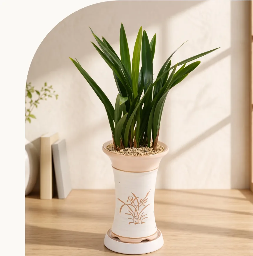 Oriental orchid with broad dark green leaves in a tall cream ceramic pot on a wooden surface