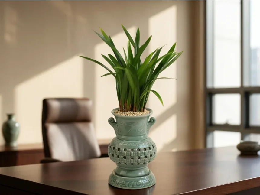 Cây lan trên bàn giám đốc trong văn phòng đầy nắng