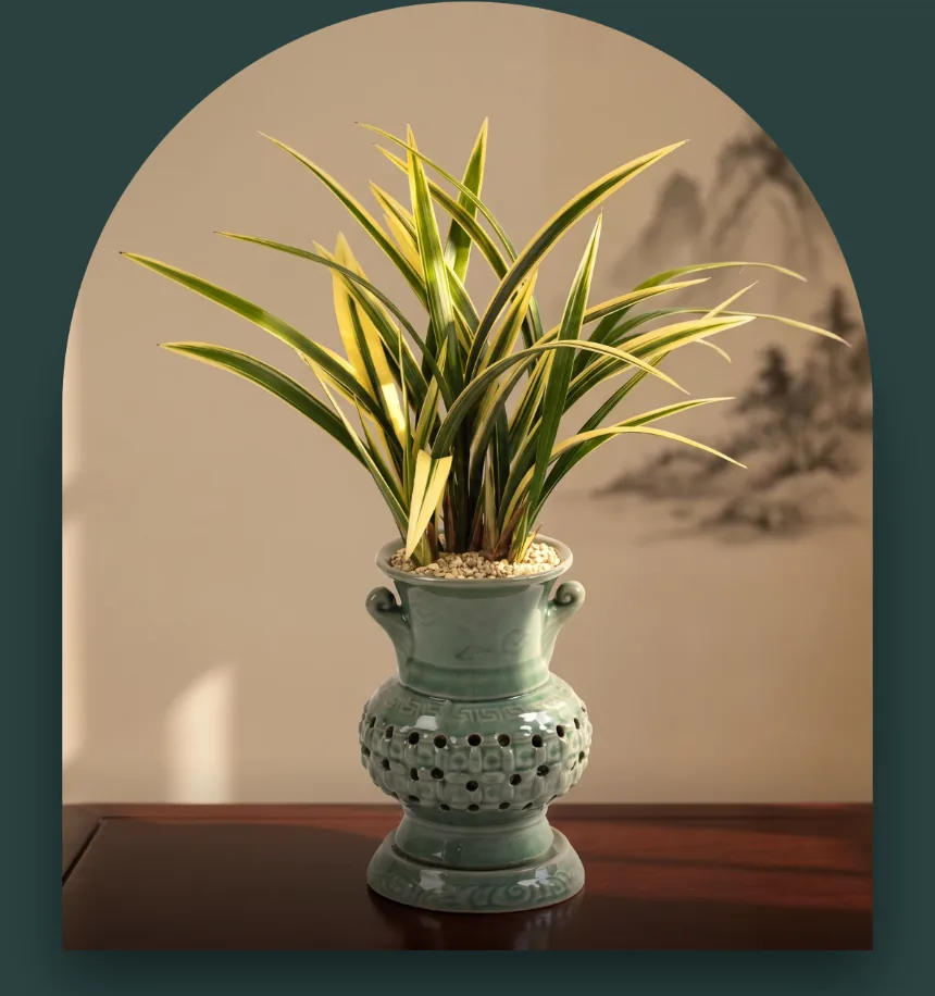 Oriental orchid with gold-edged green leaves in a pale celadon carved openwork pot, against an ink-painting backdrop