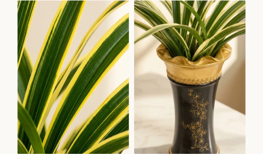 Close-up of gold-edged orchid leaves beside a close-up of the black and gold pot