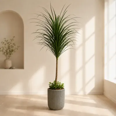 ドラセナ・ドラコ A — 観葉植物