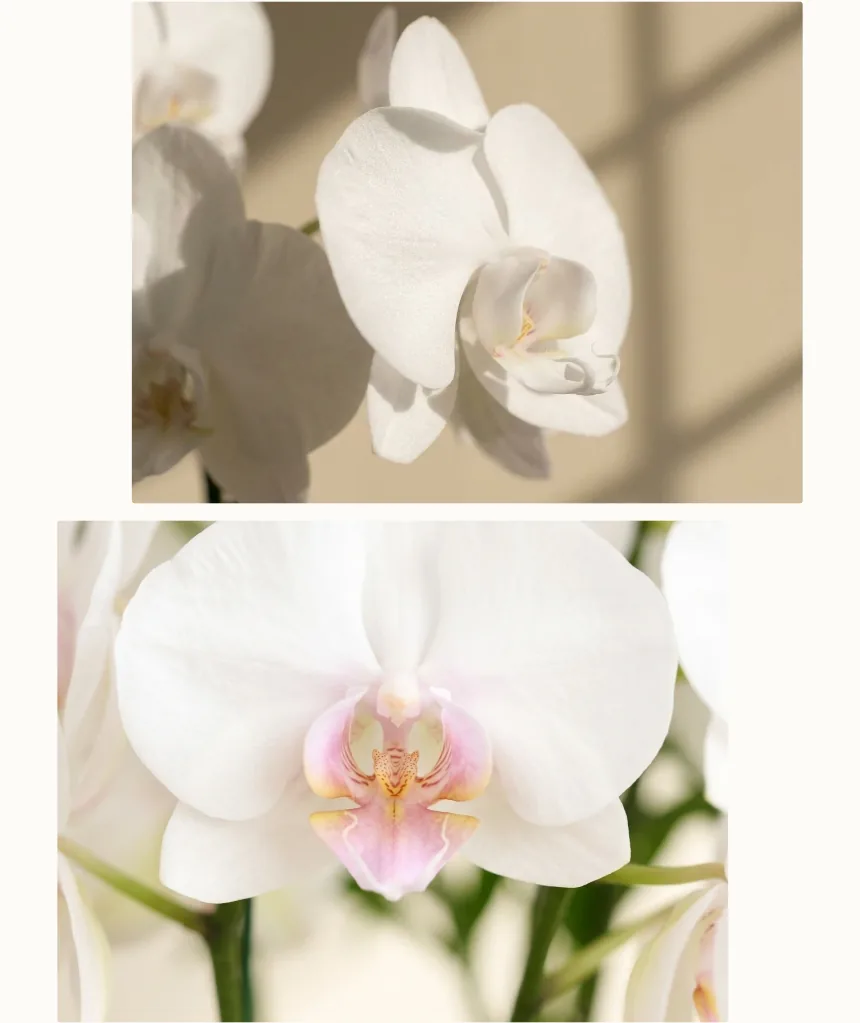 白い蘭の花の2枚のクローズアップ（1枚は唇弁の中心にある淡いピンクと黄色の模様）