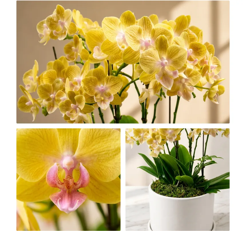 3つのクローズアップ：小さな黄色い蘭の花の群れ、ピンクとオレンジの唇弁がわかる花1輪、緑の苔を添えた白い鉢の根元