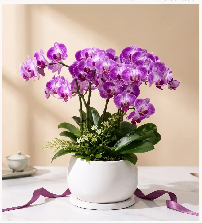 Purple Phalaenopsis orchid in a round white ceramic pot with green foliage and small white flowers at the base