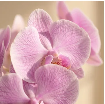 Close-up of pink phalaenopsis petals showing fine darker stripes and a speckled lip