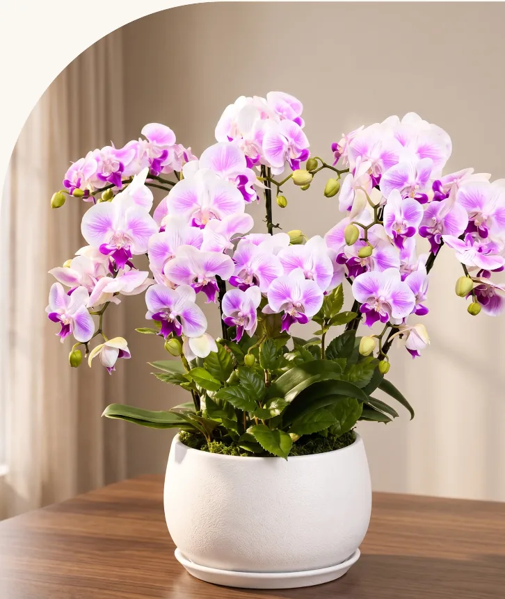 Lan hồ điệp hồng nhạt với cánh hoa gân đỏ tía trong chậu gốm trắng tròn trên bàn gỗ