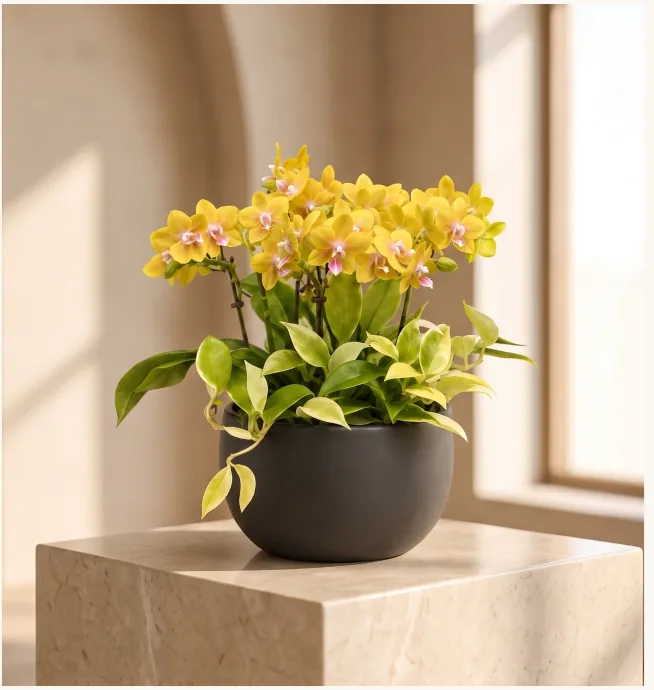Yellow phalaenopsis orchid with trailing green foliage in a matte black ceramic bowl on a stone plinth