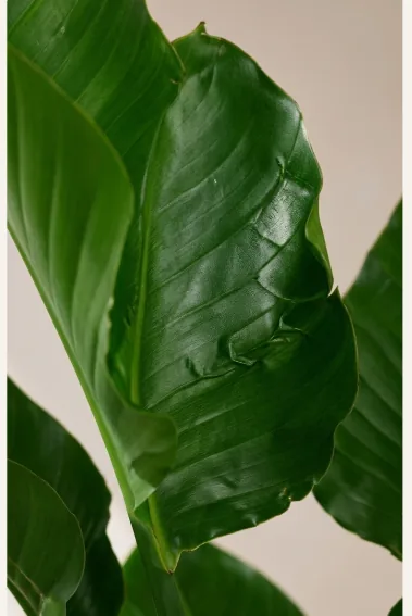 Close-up of a bird of paradise leaf with a glossy surface and strong centre rib