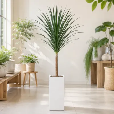 ドラセナ・ドラコ B — 観葉植物