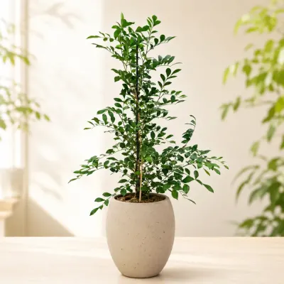 オレンジジャスミン — 観葉植物