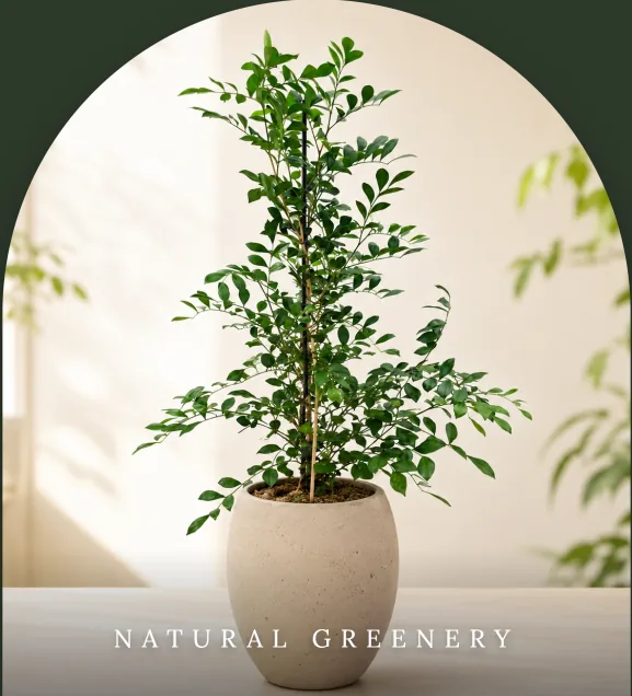 Orange jasmine tree with glossy leaves in a stone-textured pot against a deep green backdrop