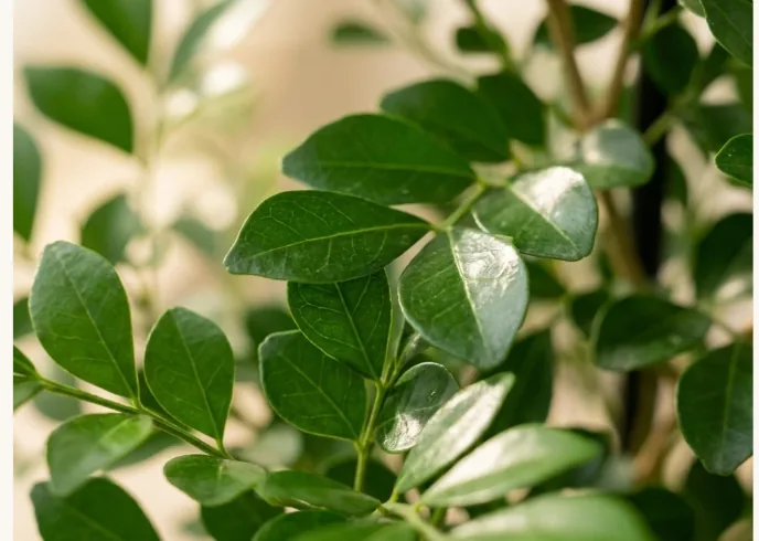 Close-up of orange jasmine's glossy oval leaflets