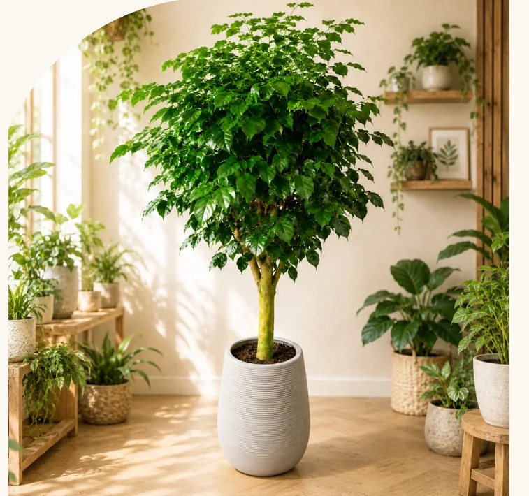 King Benjamin ficus with a full green crown in a ribbed grey pot, surrounded by houseplants in a sunlit room