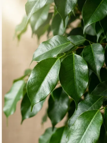 Close-up of King Benjamin's glossy, deep-green leaves