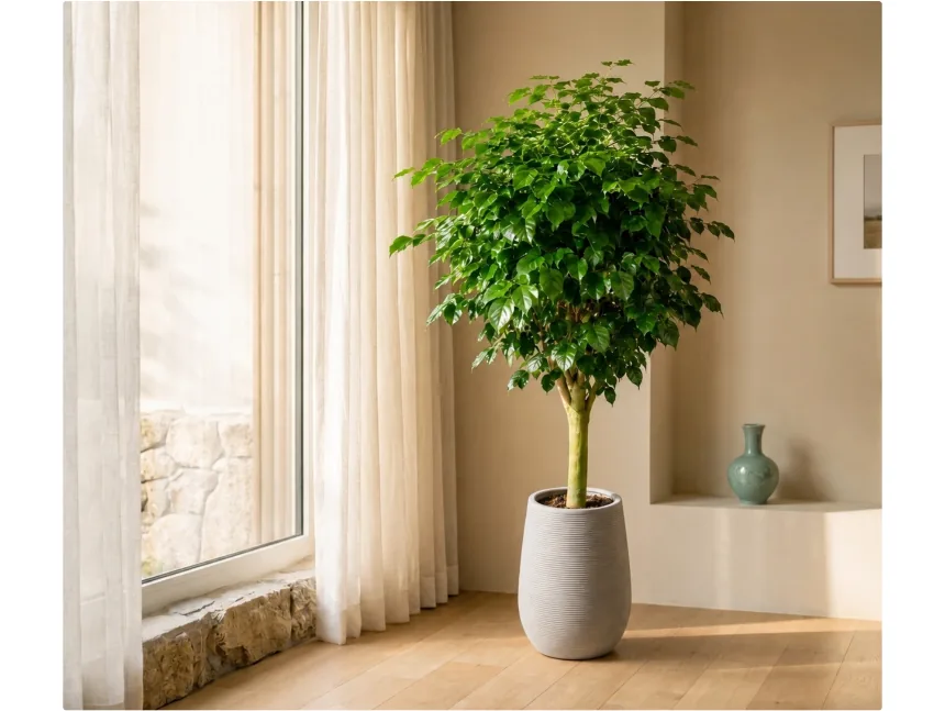 King Benjamin ficus by a stone-framed window with sheer curtains