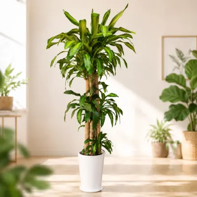 幸福の木 A — 観葉植物
