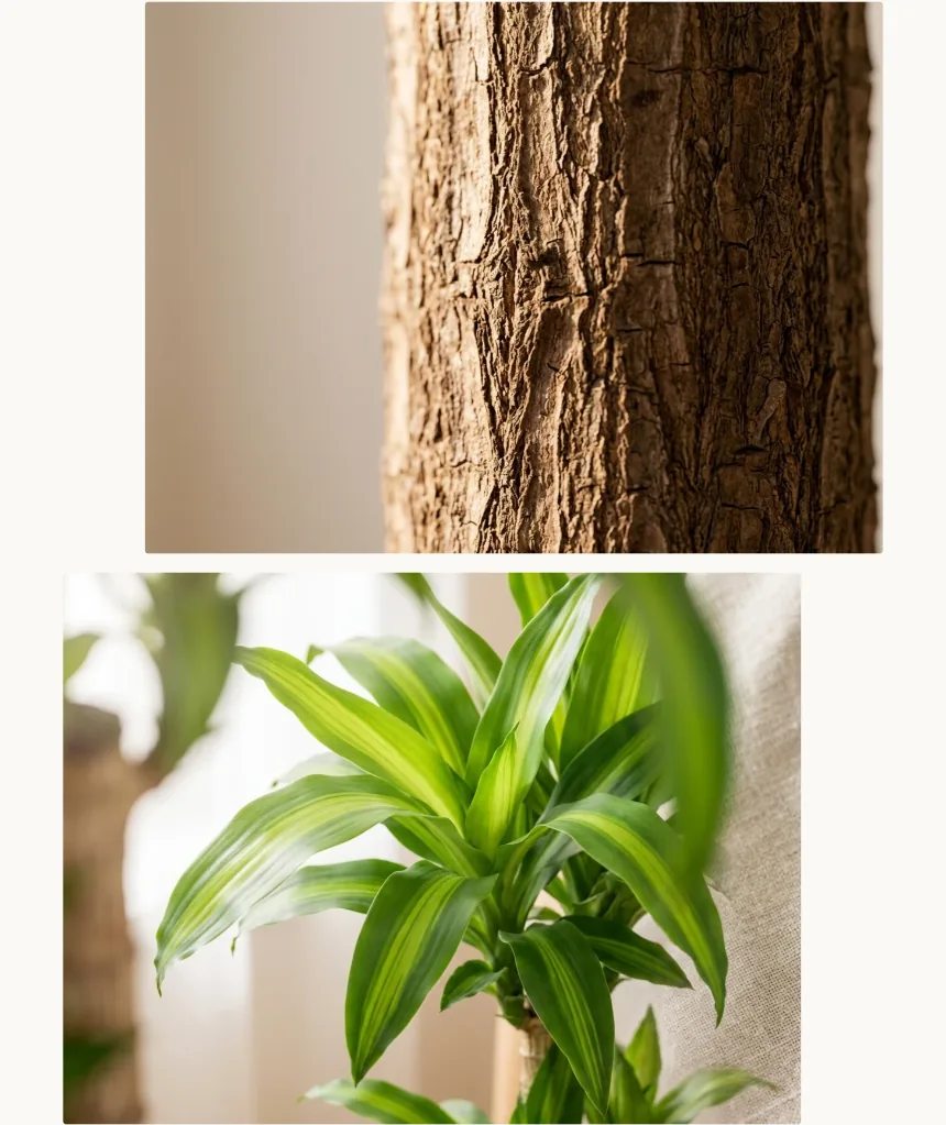 Close-up of the lucky tree's ridged trunk bark and a cluster of glossy, yellow-striped leaves