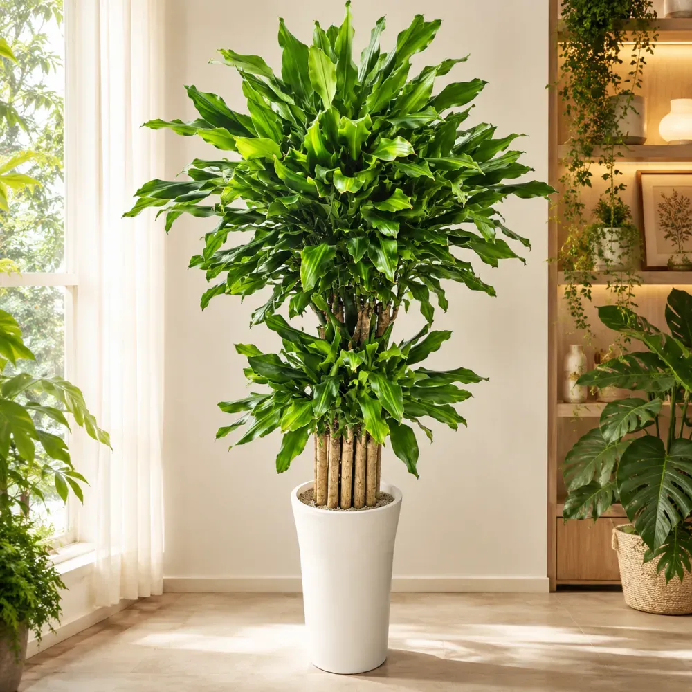 Golden Lucky Bamboo A