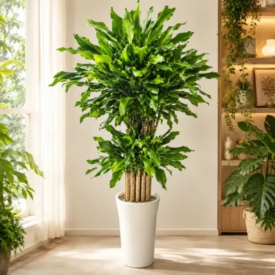 ミリオンバンブー（黄金竹） A — 観葉植物