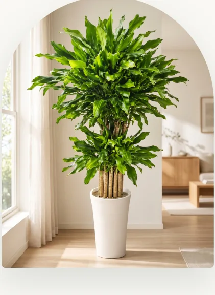 Golden lucky bamboo with straight canes and a full green crown in a tall white pot by a window