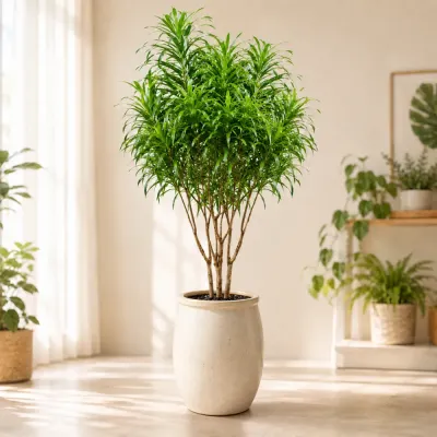 ドラセナ・ジャワ A — 観葉植物