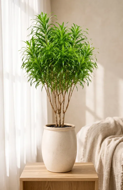 Dracaena Java with a full crown of narrow green leaves in a beige ceramic pot on a wooden stool