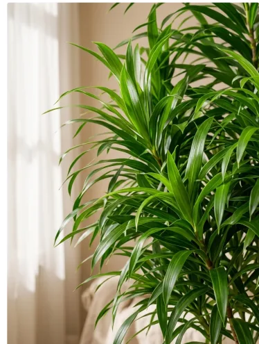 Close-up of Dracaena Java's narrow, glossy green leaves