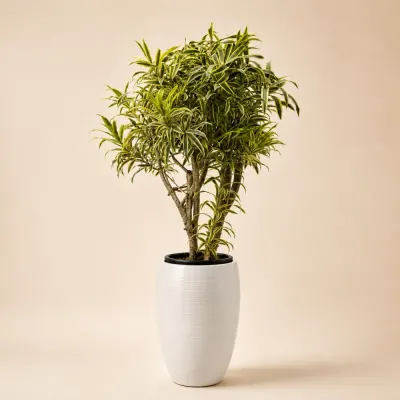 ドラセナ ソング・オブ・インディア — 観葉植物