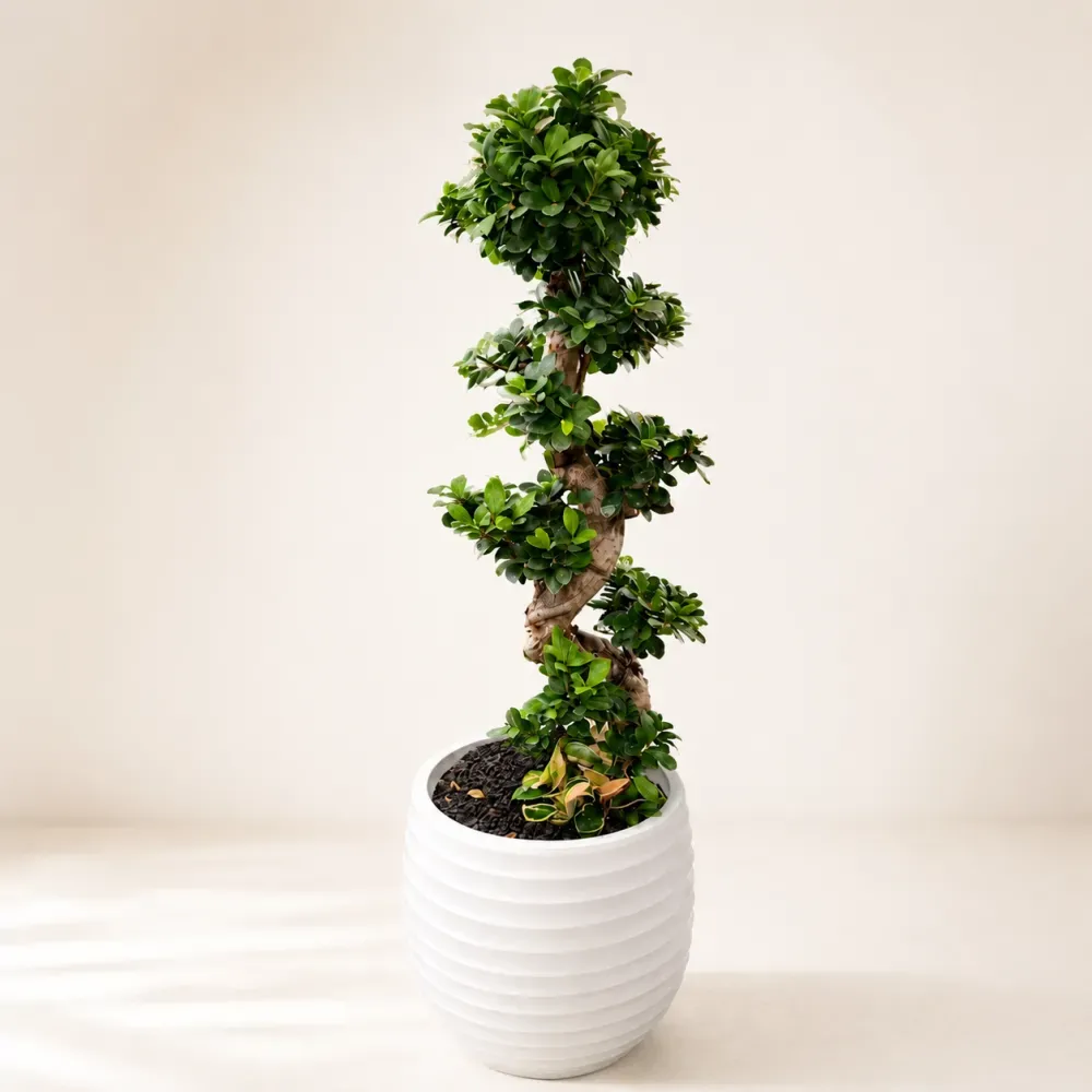Cây gừa Nhật (Ficus microcarpa) B