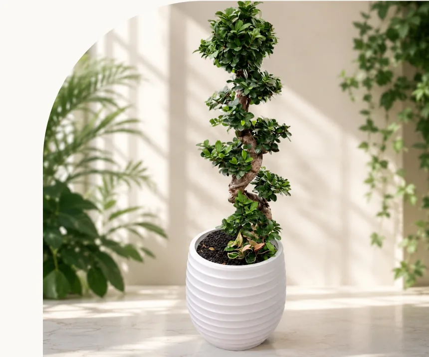 Cây sung thân xoắn ốc với từng cụm lá xanh dày trong chậu gốm trắng có gân dọc, ngược sáng với ánh sáng dịu từ cửa sổ vòm