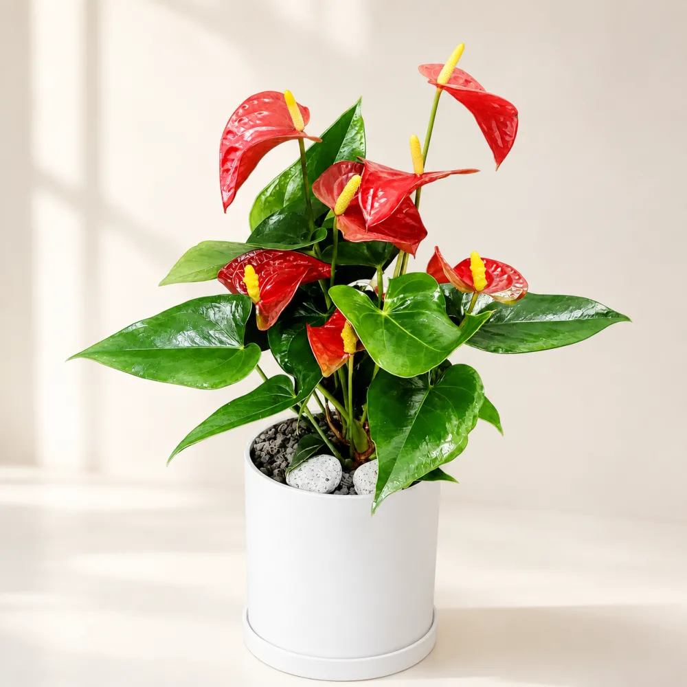 Anthurium (Tabletop)