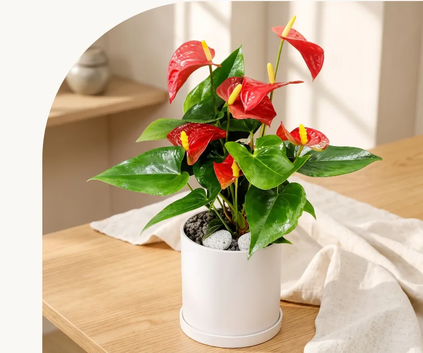 Anthurium plant with red flowers and glossy green leaves in a white pot on a wooden table beneath an arched doorway