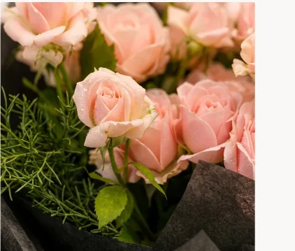Close-up of dew-covered pale pink spray roses