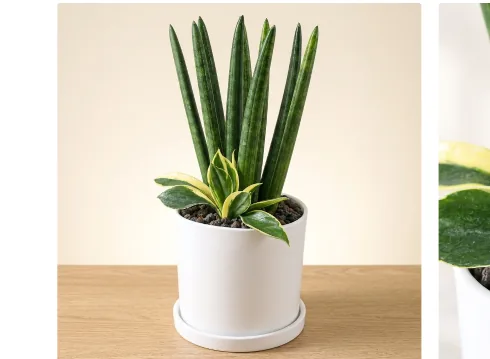 木のテーブルの上、白い陶器鉢に植えたサンスベリア・シリンドリカ（スタジオ撮影）