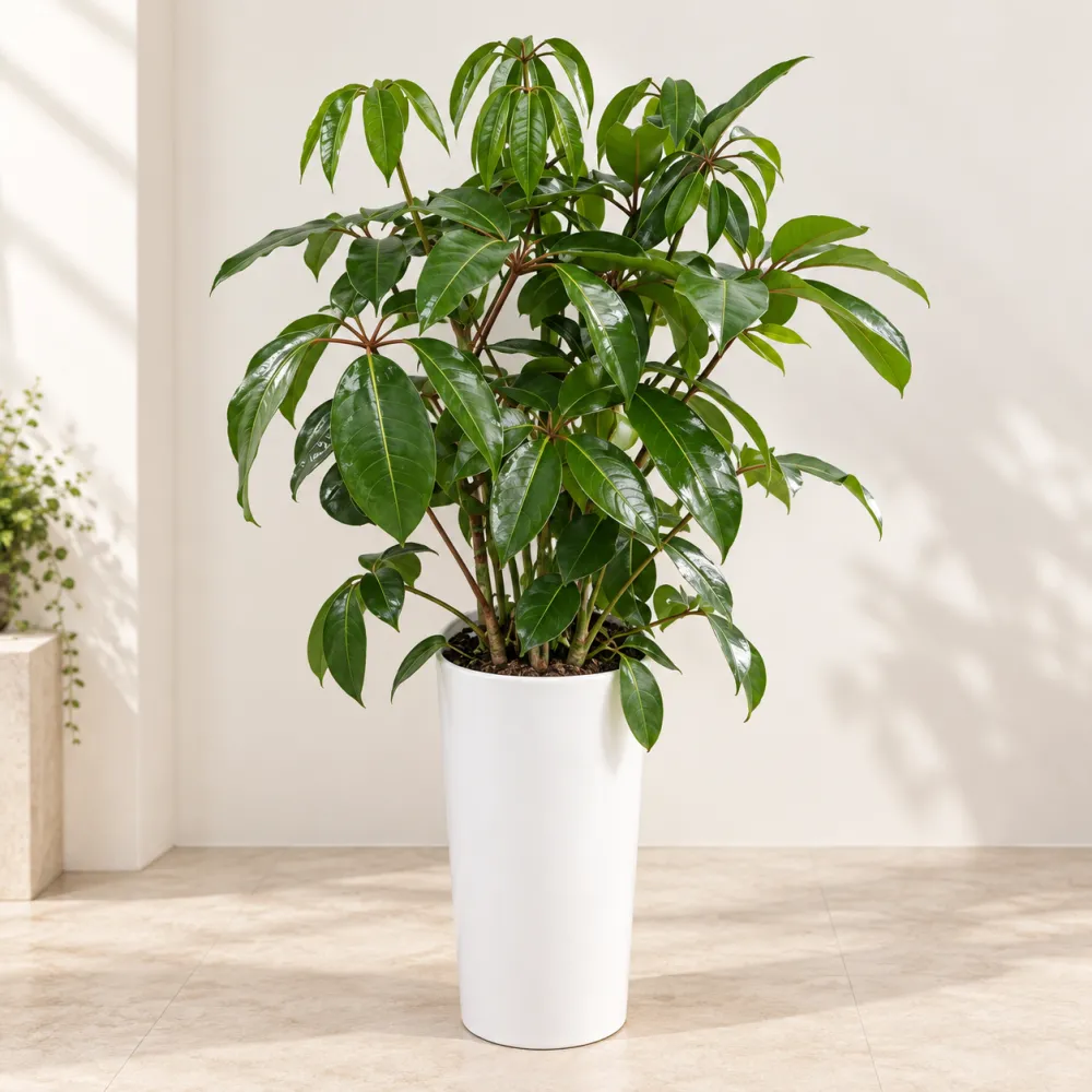 Large-Leaf Umbrella Plant
