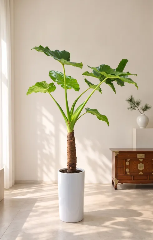 Alocasia with large glossy leaves on a tall stem, in a white pot beside a wooden cabinet