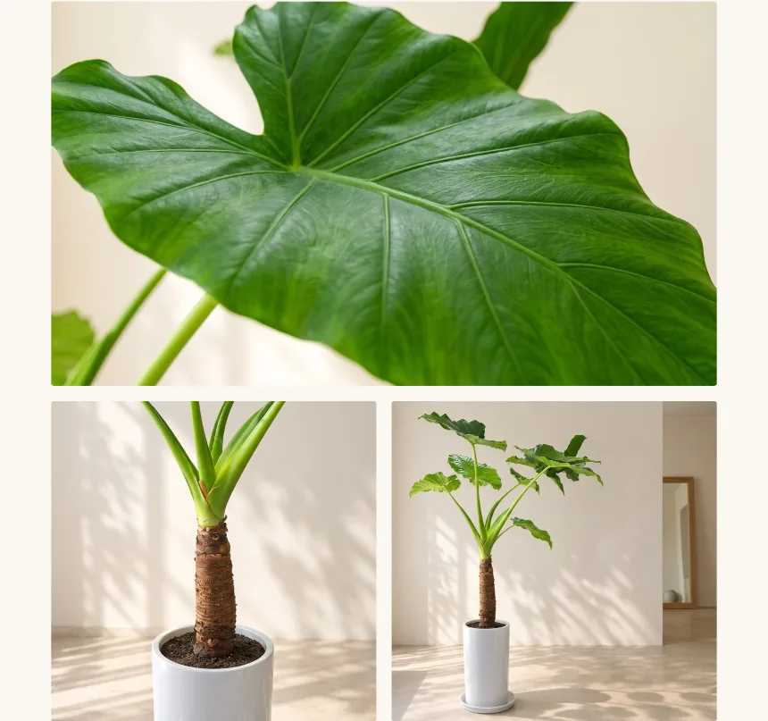 Close-up of an Alocasia leaf, its stem, and the full plant in a white pot