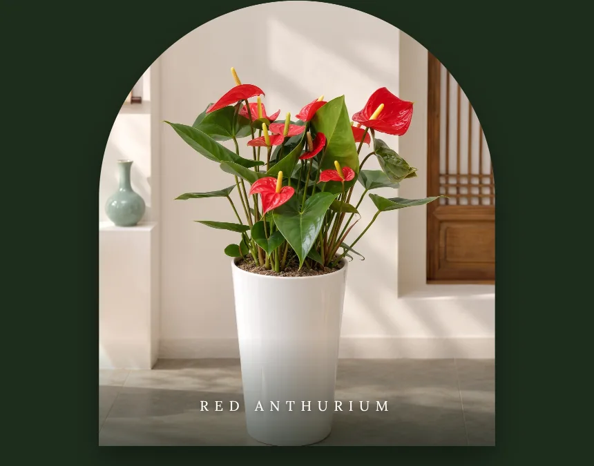 Red anthurium with glossy dark-green leaves in a tall white pot, framed by an arched doorway