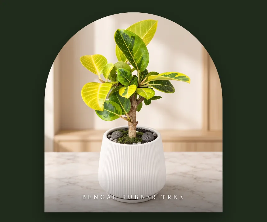 Small potted Bengal rubber tree (Ficus benghalensis) with green and yellow variegated leaves in a white ribbed ceramic pot, on a marble surface