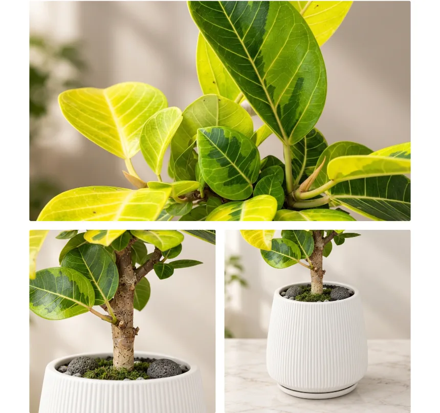 Close-up of variegated green and yellow Bengal rubber tree leaves, and the plant's trunk in its white ribbed pot