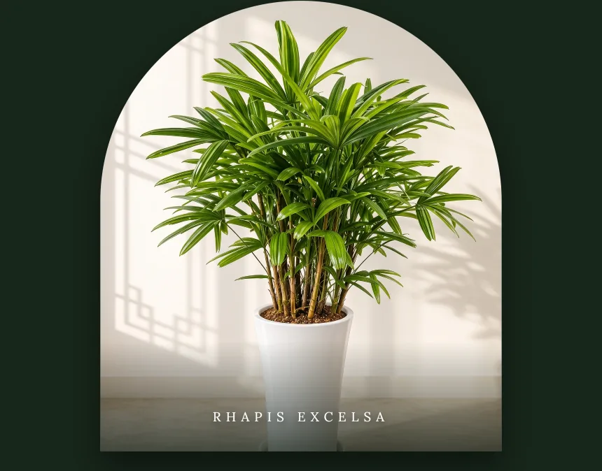 Potted lady palm (Rhapis excelsa) in a tall white tapered planter, framed by an arched alcove
